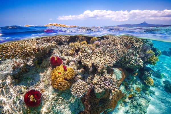 معلومات عن المرجان البحري