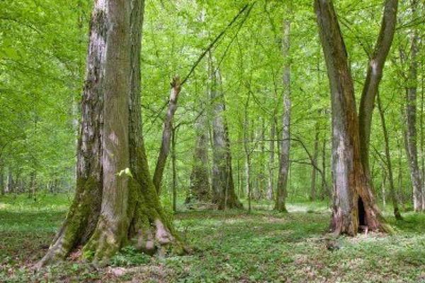 بحث عن استثمار الغابات