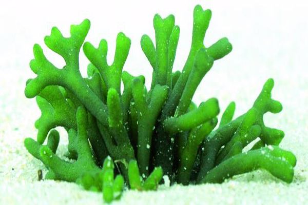 فوائد الطحالب الخضراء للبشرة