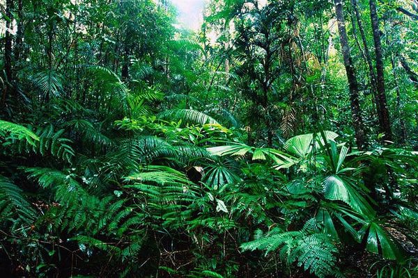 تعريف الغابات الاستوائية