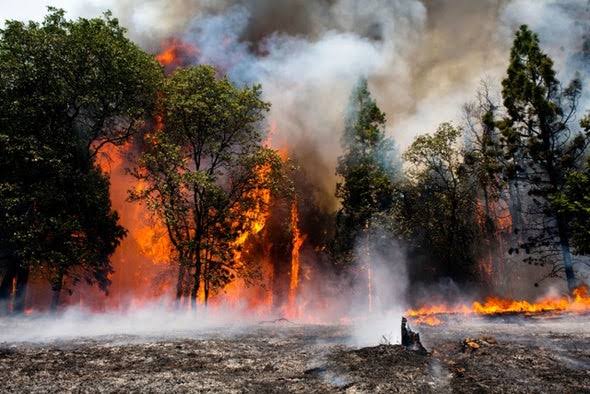 حرائق الغابات في العالم