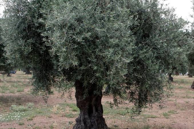 بحث قصير عن فوائد شجرة الزيتون