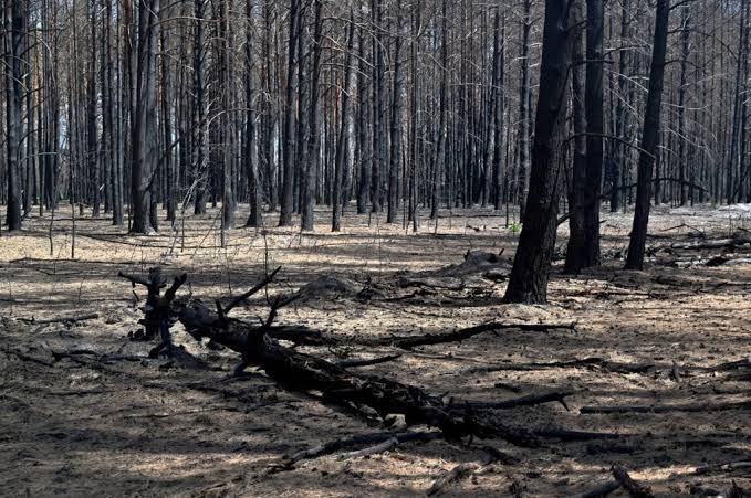 نتائج تدهور الغابات
