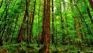 آثار قطع الغابات على البيئة والانسان