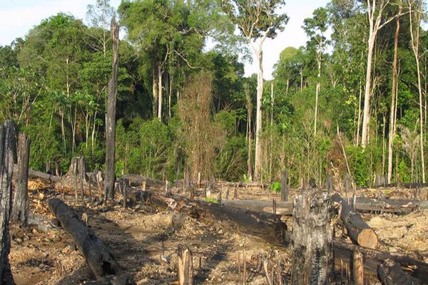 أسباب تدهور الغابات
