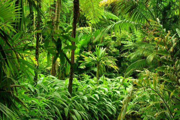 أنواع الغابات الاستوائية