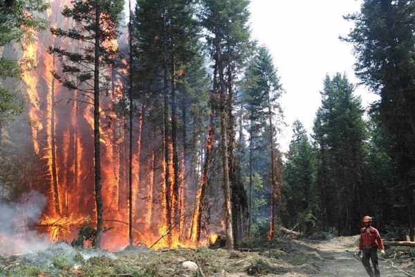 بحث عن حرائق الغابات أسبابها وآثارها