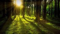 فوائد الغابات للبيئة