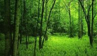 بحث حول حماية الغابات