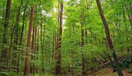 أنواع الغابات المعتدلة