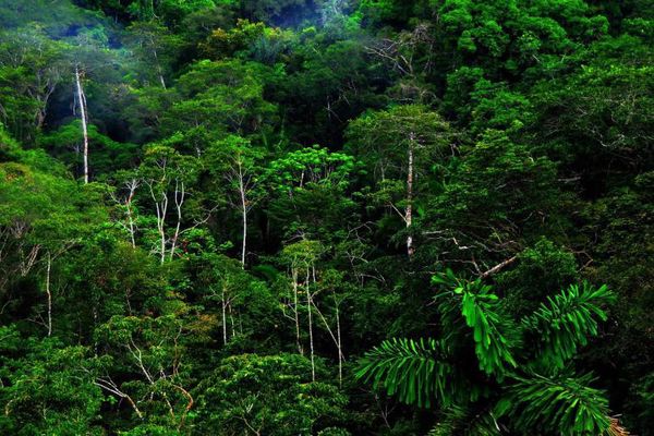 ما هي اهمية الغابات الاستوائية