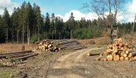 استثمار الغابات والاخشاب