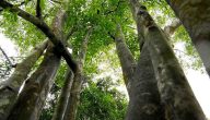 شجرة العود الكمبودي