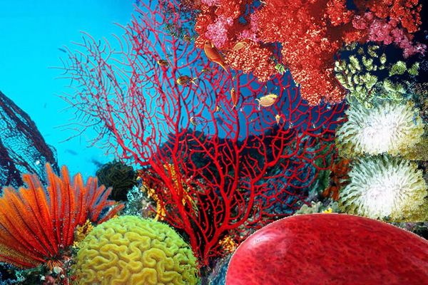 أنواع المرجان البحري