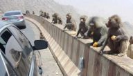ما هي قصة القرود في السعودية؟