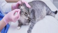 علاج فطريات القطط