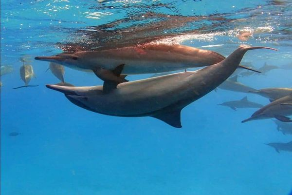 معلومات عن تزاوج الدلافين